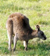 Kangaroos at Fernmark